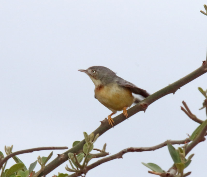 Burnt-necked Eremomla_4478.jpg