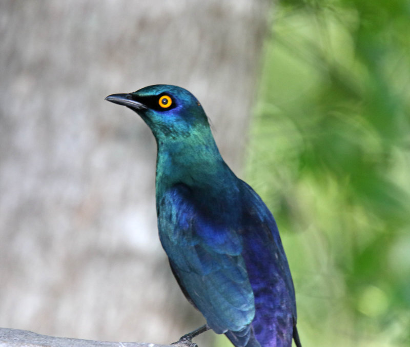 Cape Starling_6749.jpg
