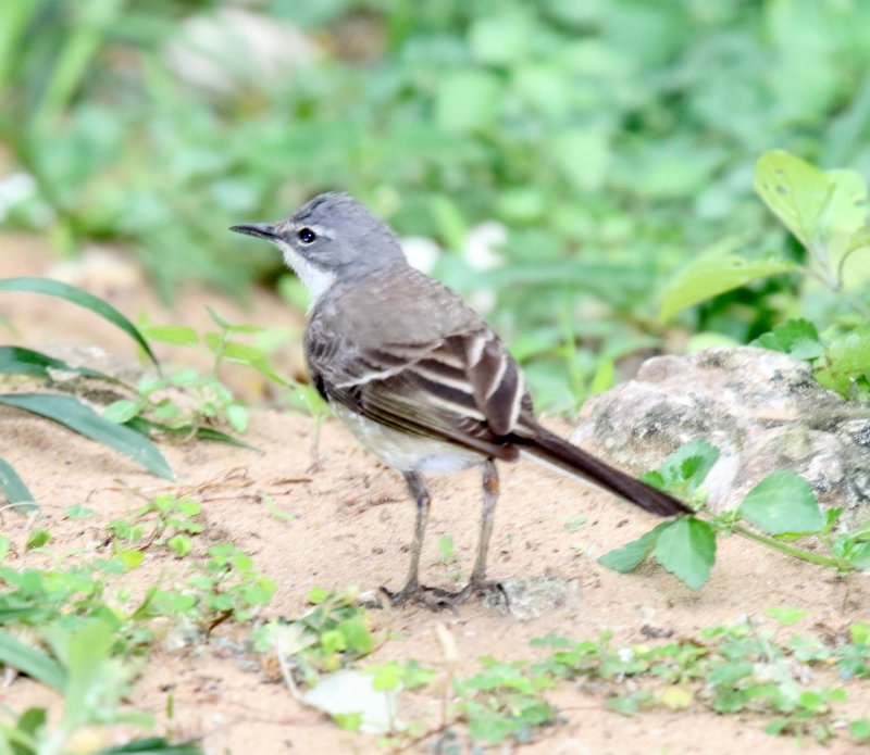 Cape Wagtail_9038.jpg