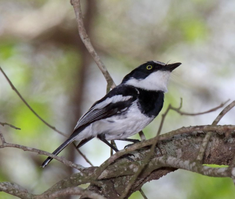 Chinspot Batis - male_9052.jpg