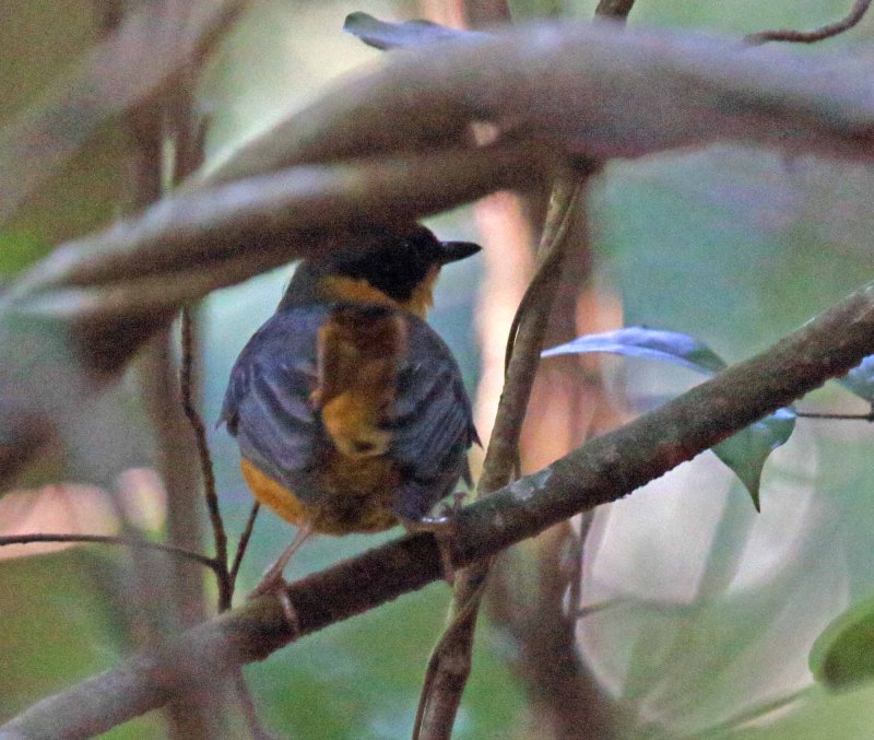 Chorister Robin-Chat_1290.jpg