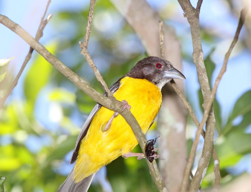 Dark-backed Weaver - male_3306.jpg