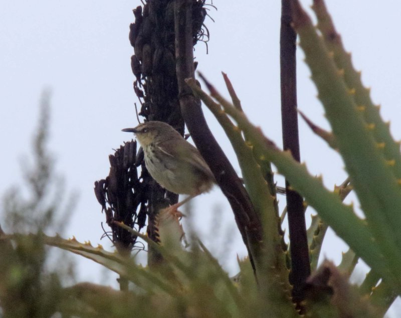 Drakensberg Prinia_5637.jpg