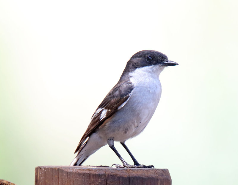 Fiscal Flycatcher_7997.jpg