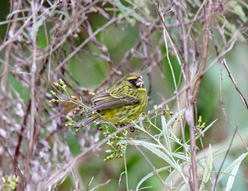 Forest Canary_5608.jpg