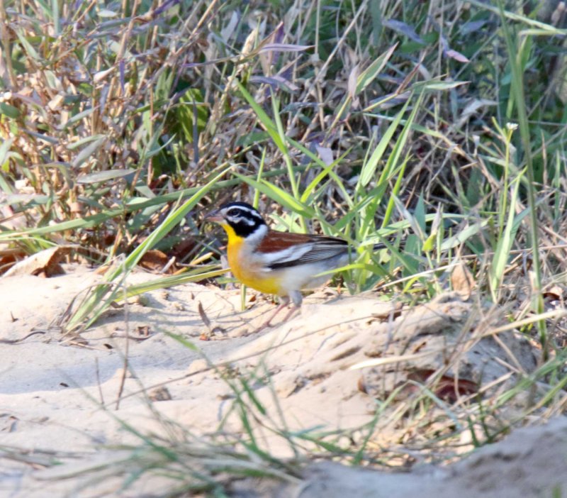 Golden-breasted Bunting - male_6918.jpg
