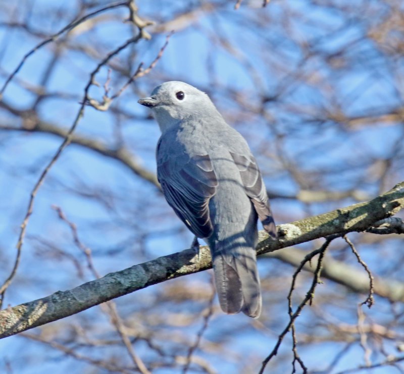 Gray Cuckooshrike_1270.jpg