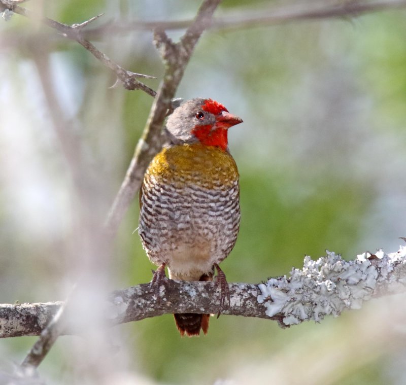 Green-winged Pytilia - male_0008.jpg
