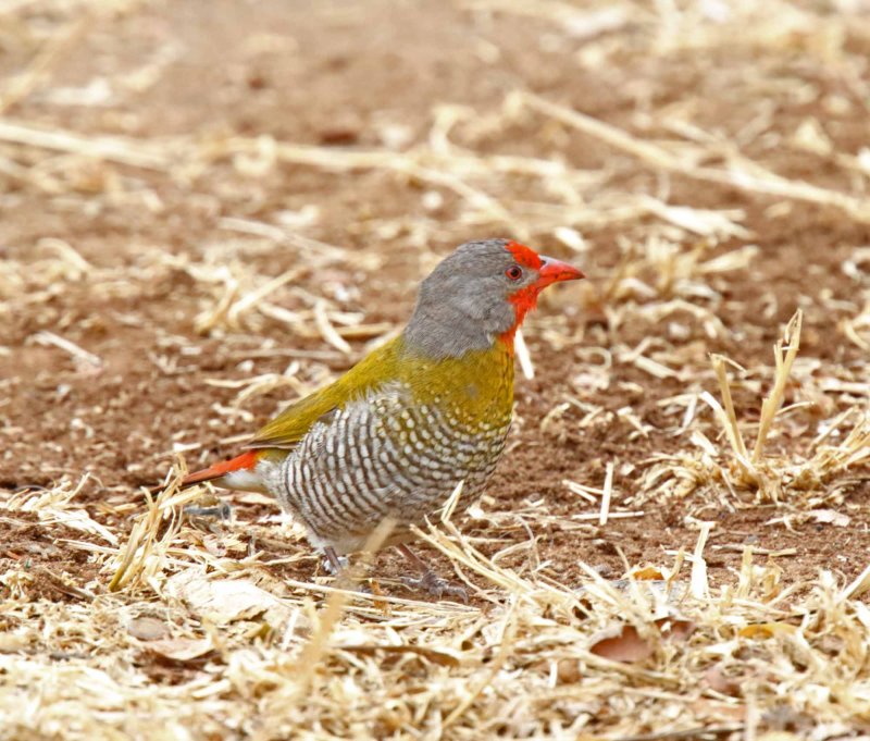 Green-winged Pytilia - male_3575.jpg