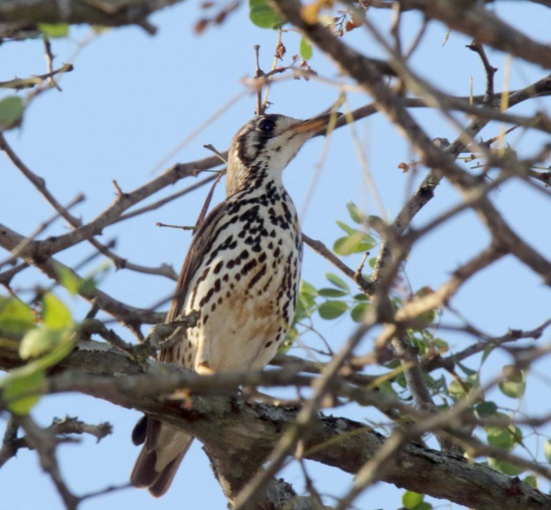 Groundscraper Thrush_9492.jpg