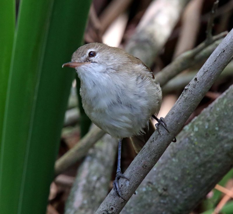 Lesser Swamp Warbler_0335.jpg