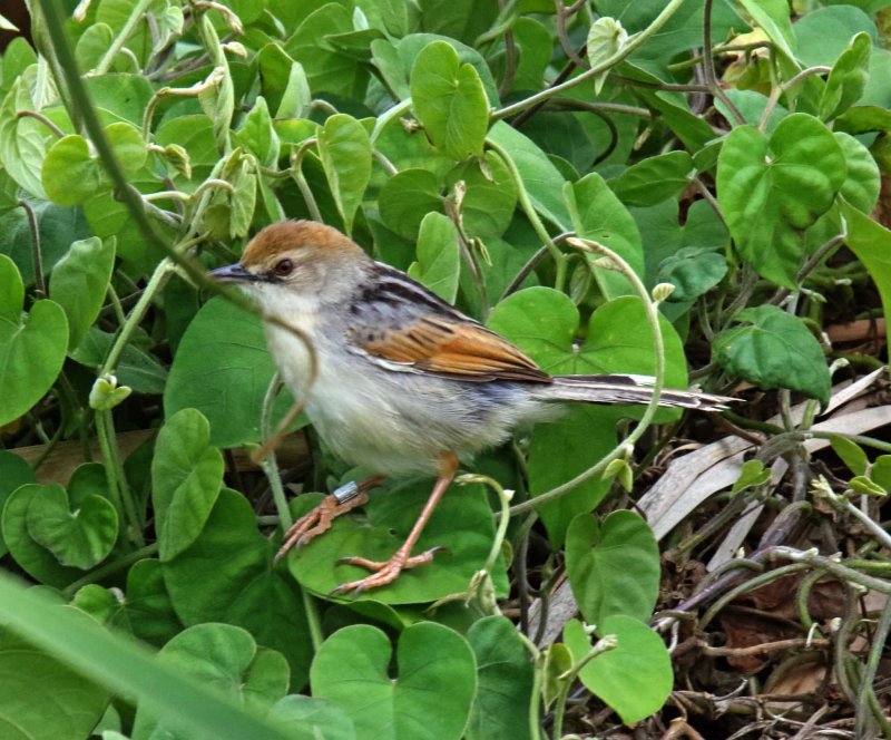 Levaillants Cisticola_9763.jpg