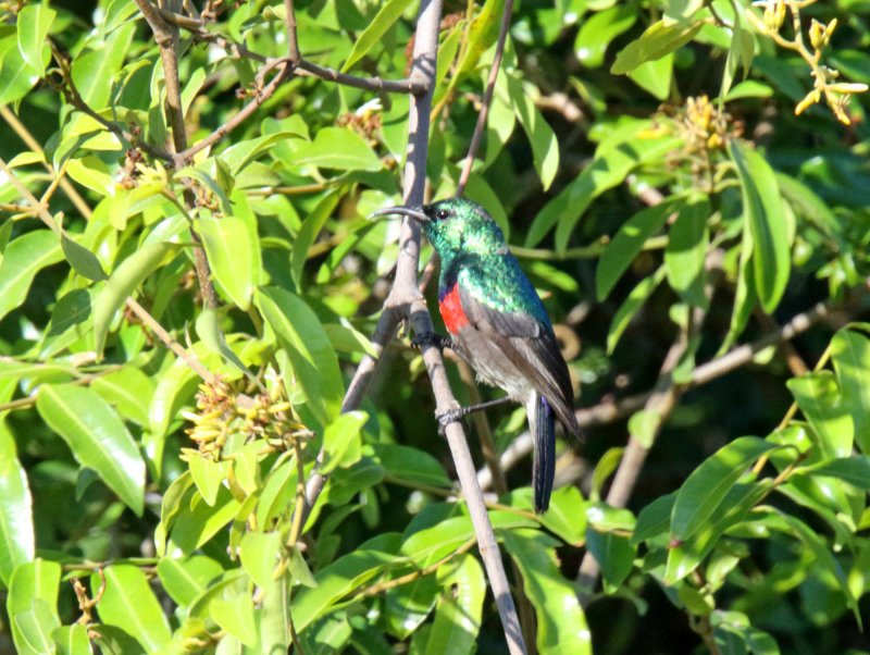 Neergaards Sunbird - male_6894.jpg