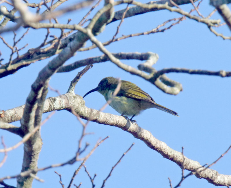 Olive Sunbird_0996.jpg