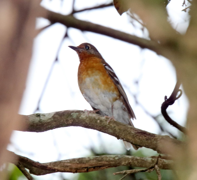 Orange Ground Thrush_5494.jpg