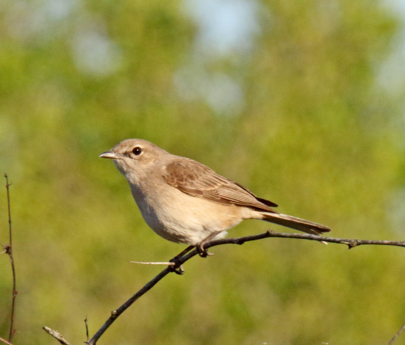 Pale Flycatcher_5949.jpg