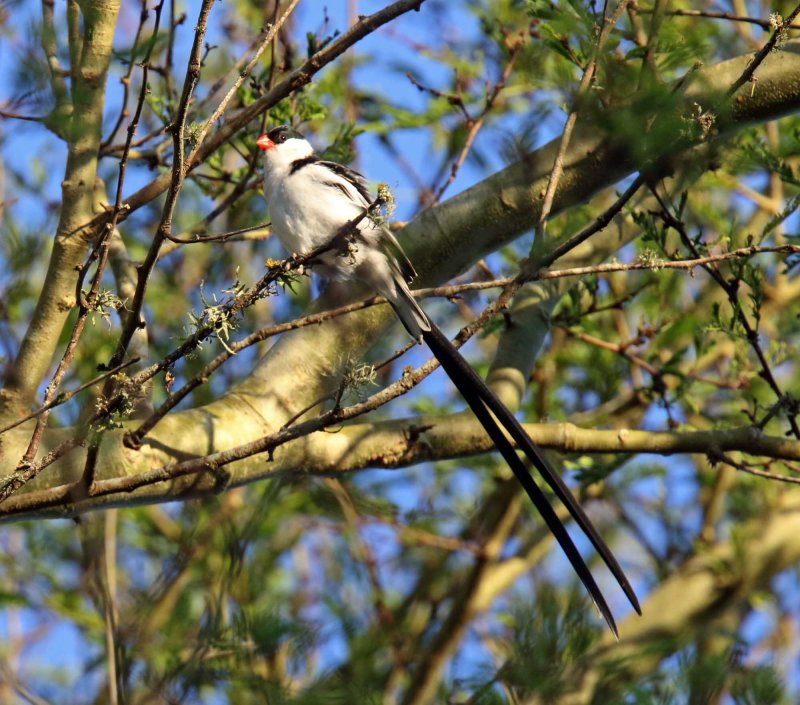 Pin-tailed Whydah - male_3893.jpg
