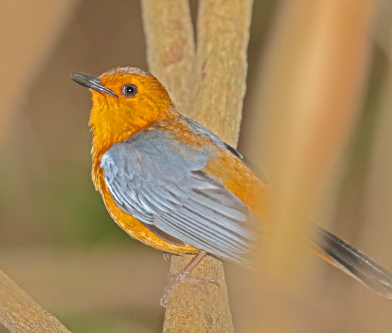 Red-capped Robin-Chat_8872.jpg
