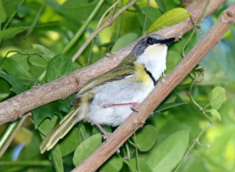Rudds Apalis_5173.jpg