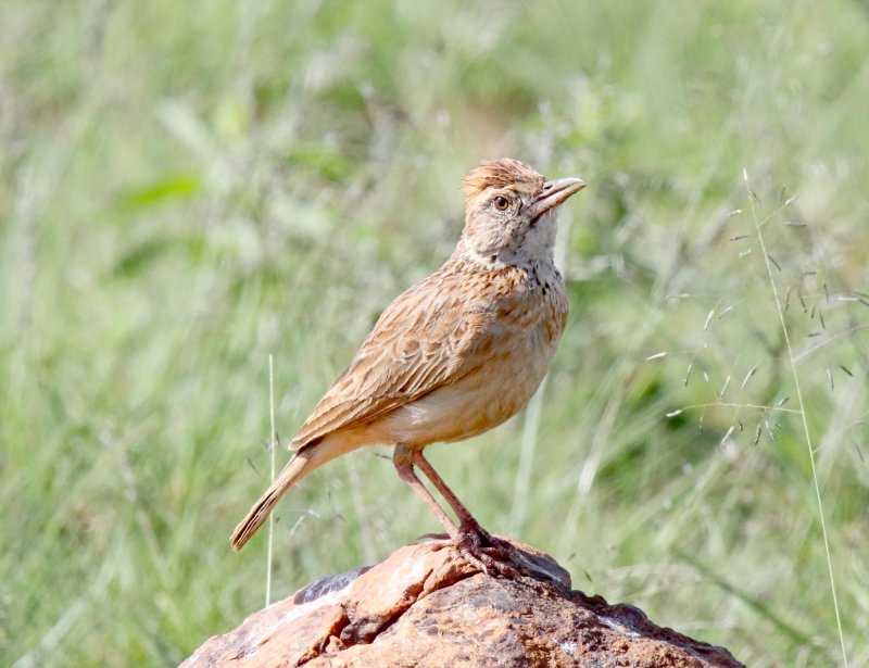 Rufous-naped Lark_7833.jpg