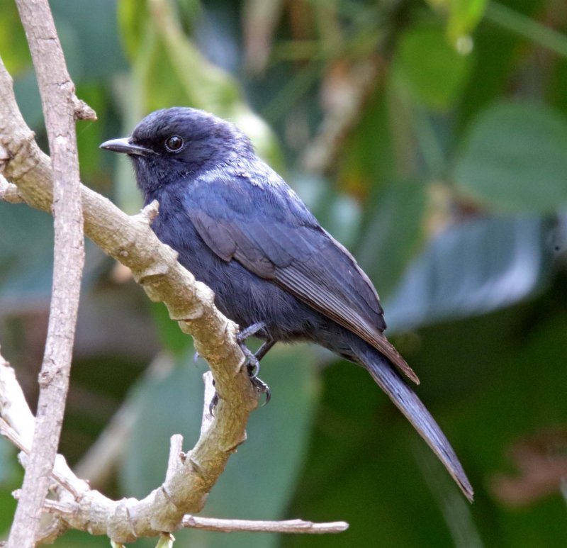 Southern Black Flycatcher_8456.jpg