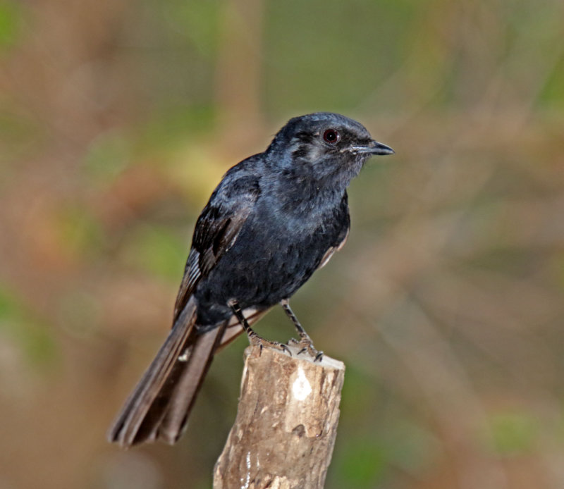 Southern Black Flycatcher_9122.jpg