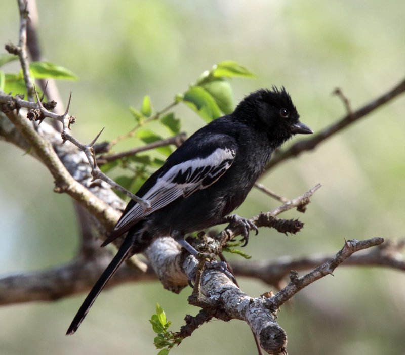 Southern Black Tit_9333.jpg