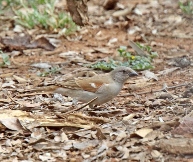 Southern Gray-headed Sparrow_9033.jpg
