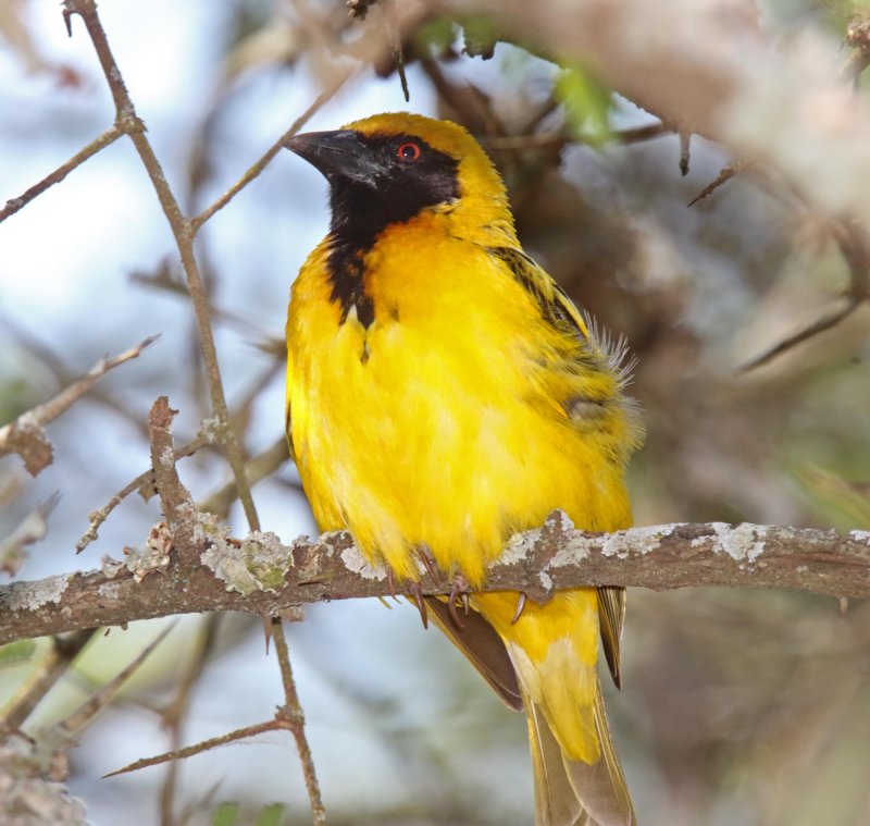 Southern Masked Weaver - male_9223.jpg