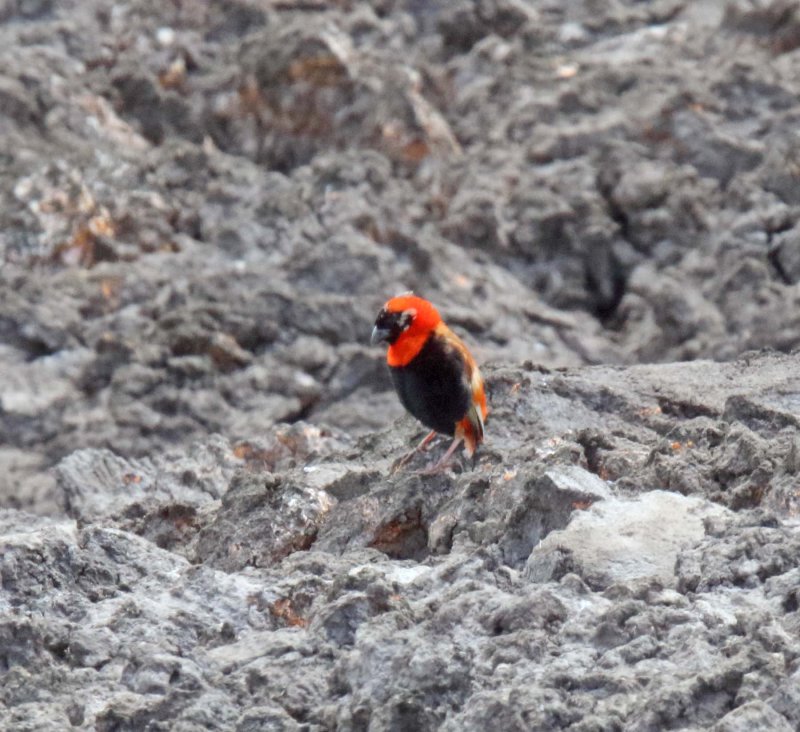 Southern Red Bishop - male_0337.jpg