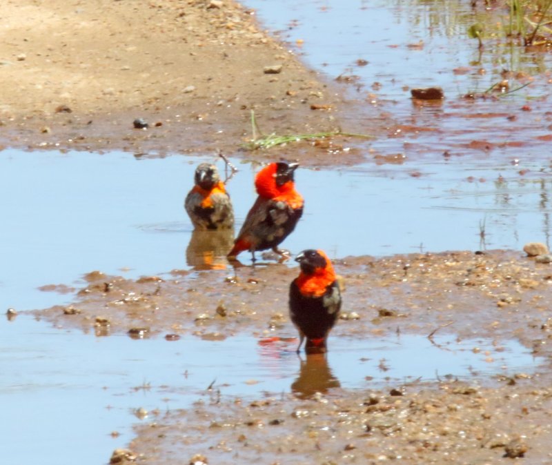 Southern Red Bishop - male_1794.jpg