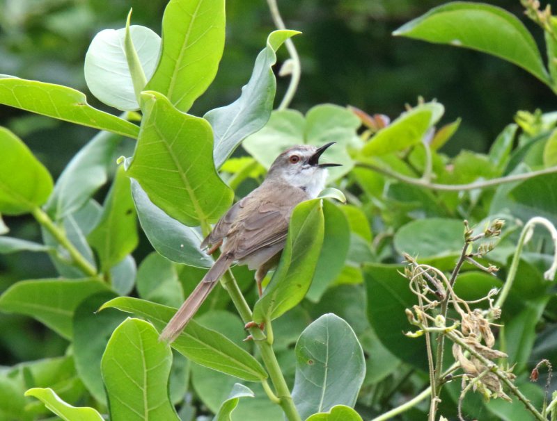 Tawny-flanked Prinia_8595.jpg