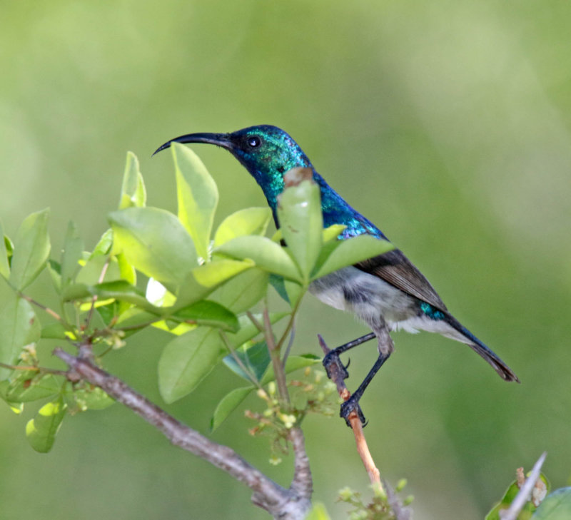 White-bellied Sunbird - male_5808.jpg
