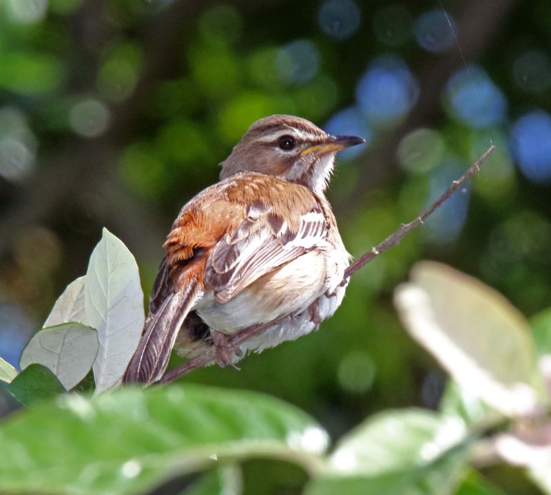 White-browed Scrub Robin_9374.jpg