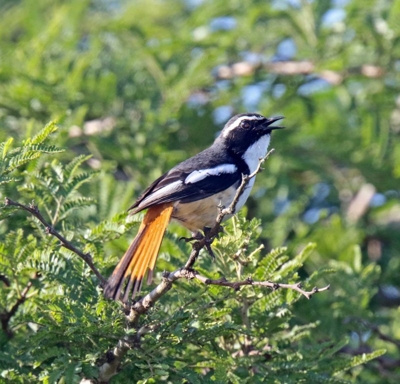 White-throated Robin-Chat_4283.jpg