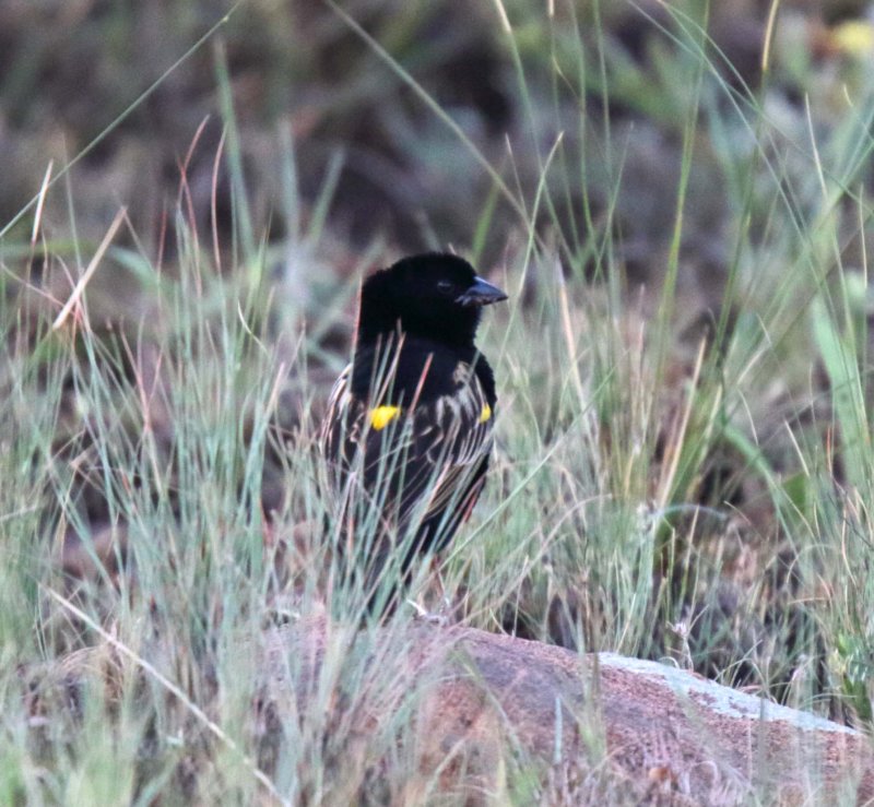 Yellow Bishop - male_6085.jpg