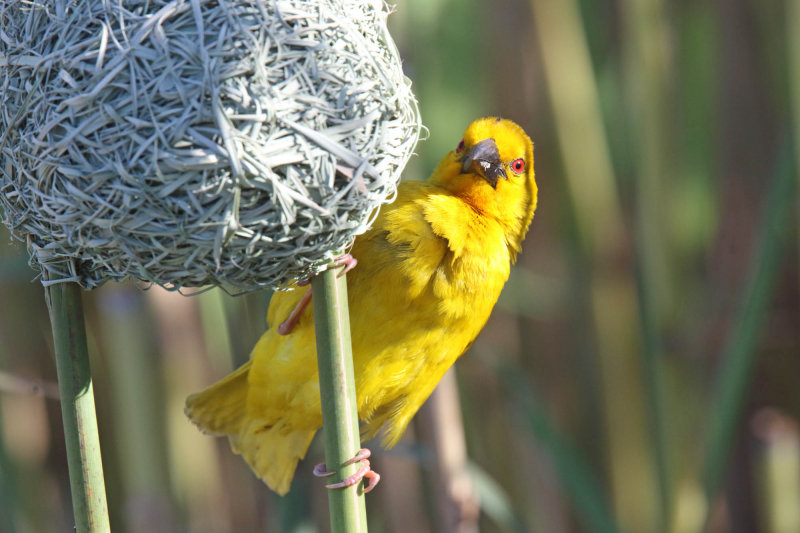 Eastern Golden Weaver - male_1963.jpg