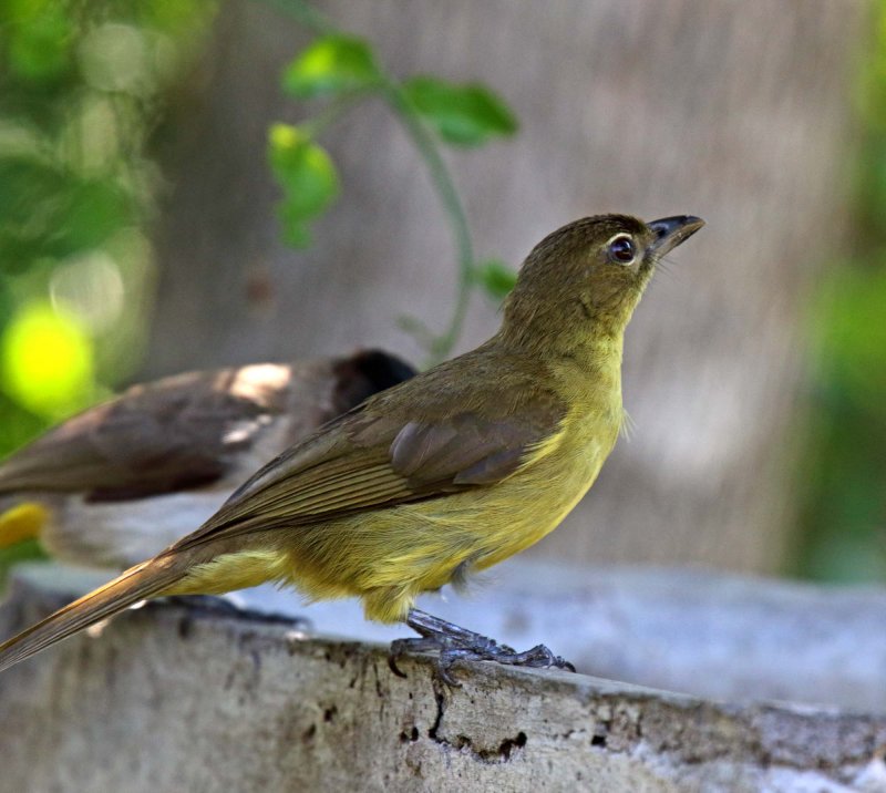Yellow-bellied Greenbul_5789.jpg