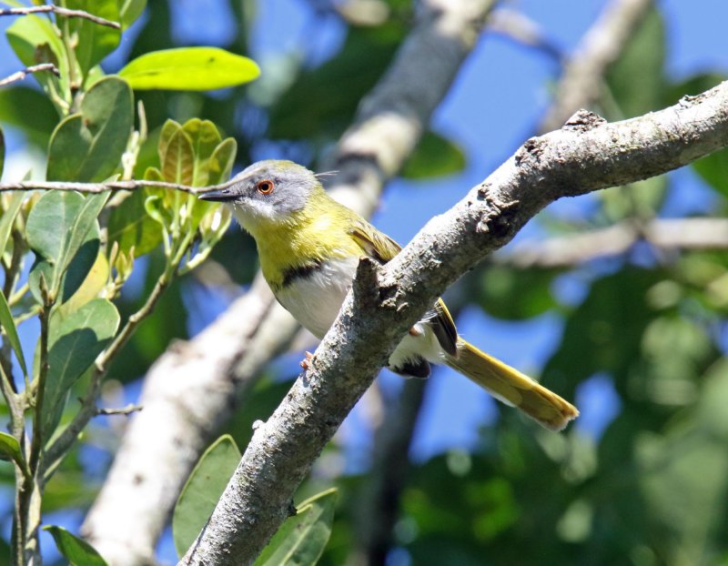 Yellow-breasted Apalis_3513.jpg