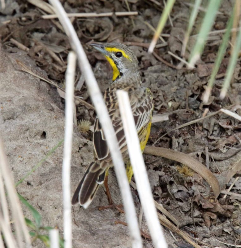 Yellow-throated Longclaw_7852.jpg