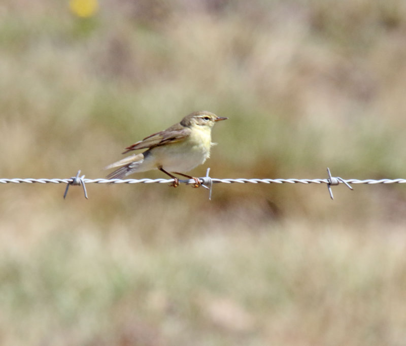 Willow Warbler_7024.jpg