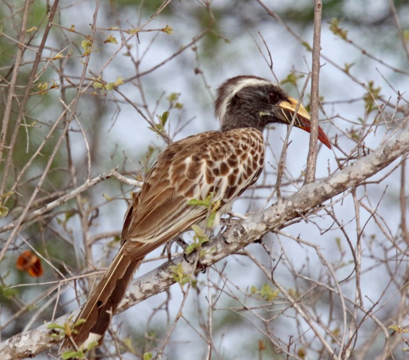 African Gray Hornbill_female_1999.jpg