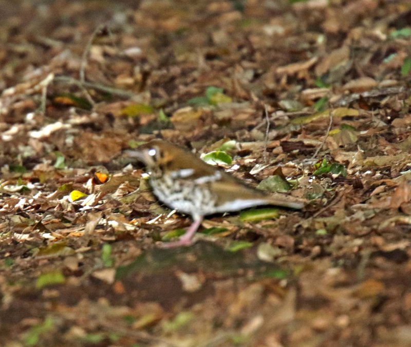 Spotted Ground Thrush_1283.jpg