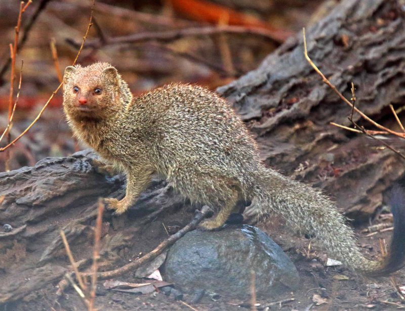Slender Mongoose_2696.jpg
