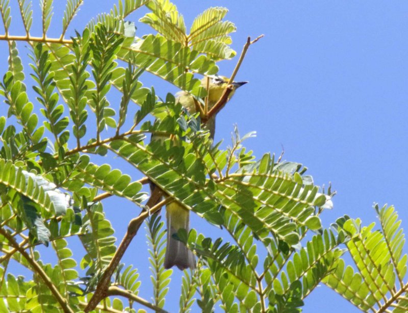 Cape White-eye_1425.jpg