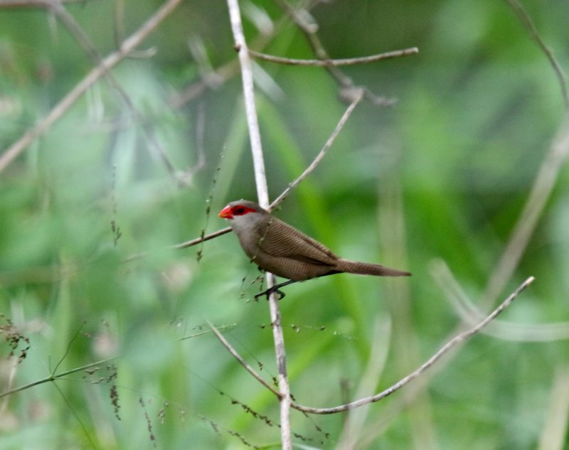 Common Waxbill_7593.jpg