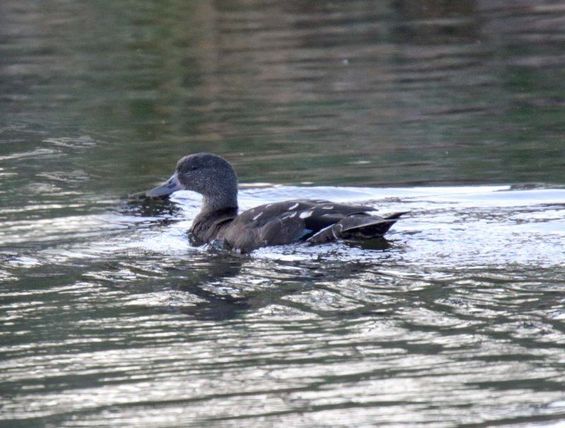 African Black Duck_6028.jpg