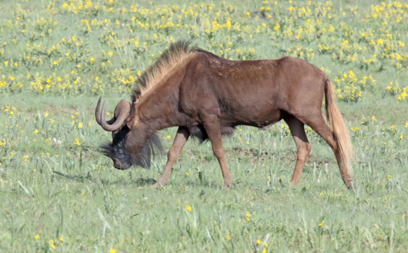 Black Wildebeest_7541.jpg