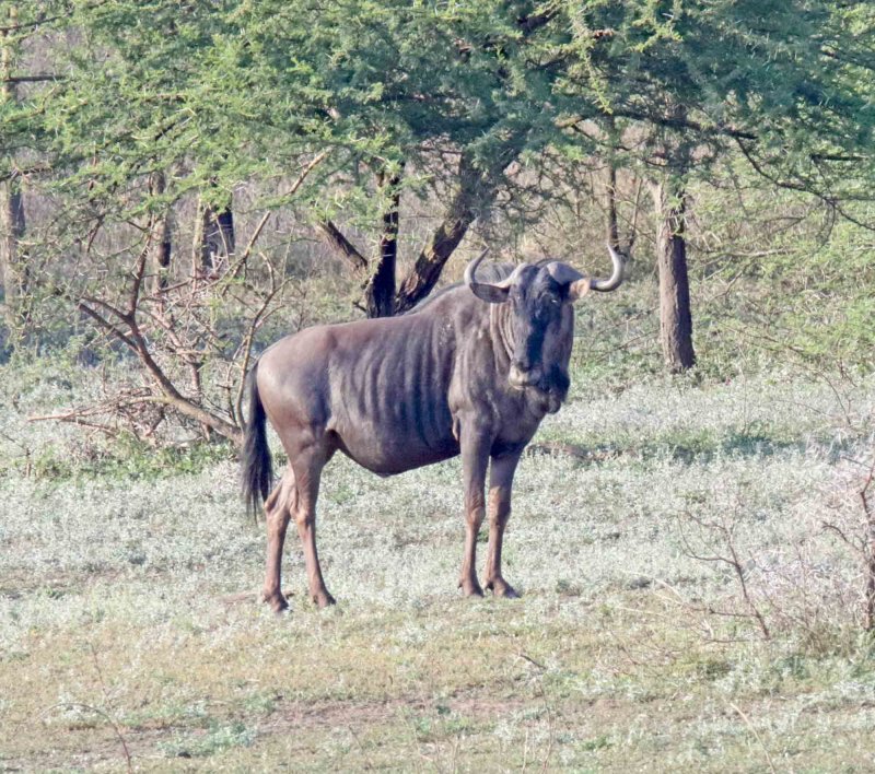 Blue Wildebeest_9880.jpg