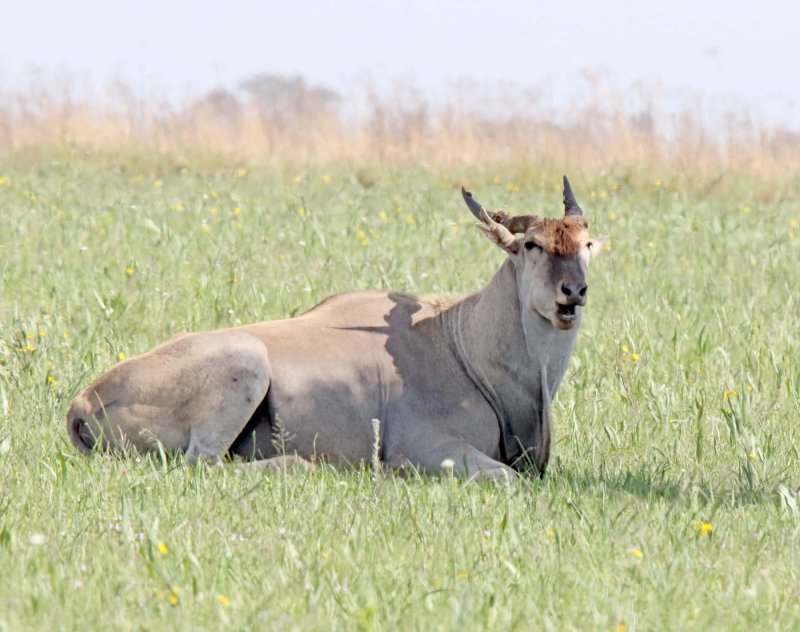 Common Eland_7716.jpg